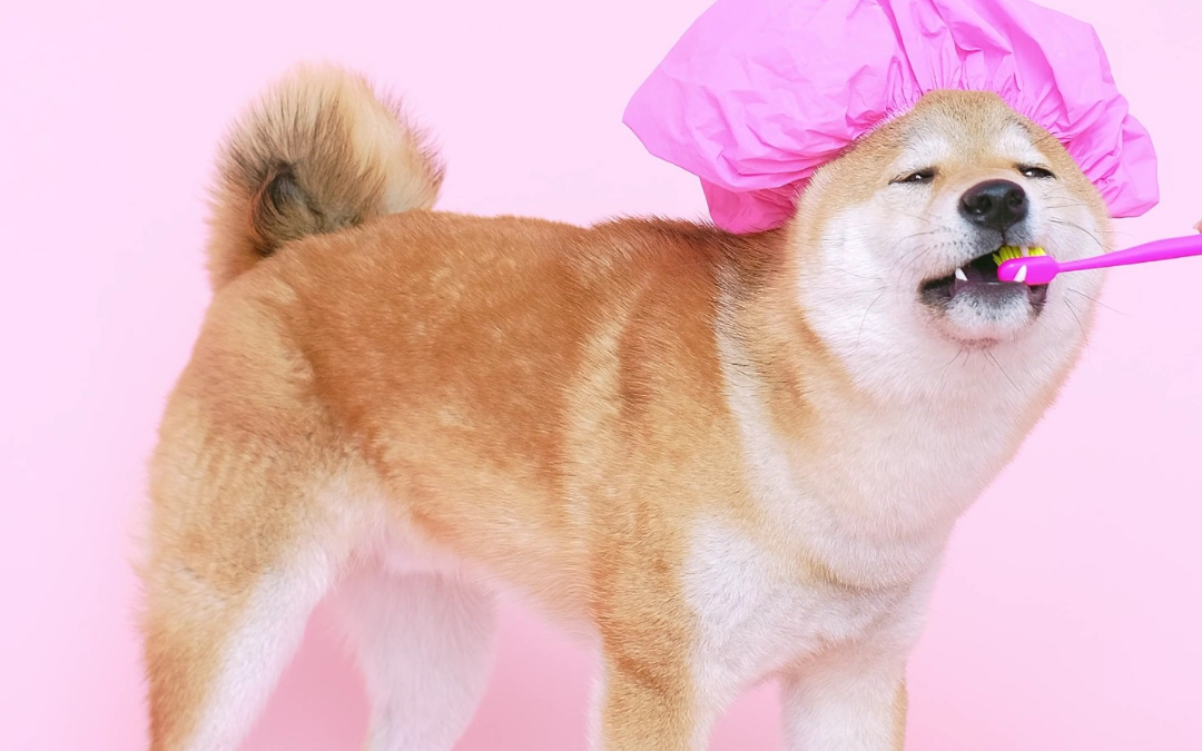 PET TAMBÉM ESCOVA OS DENTES?
