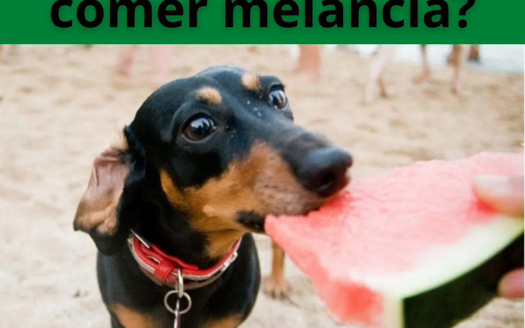 A MELANCIA É UM FRUTO FRESCO, EXCELENTE PARA SABOREAR NO VERÃO! SERÁ QUE OS CÃES PODEM COMER MELANCIA?