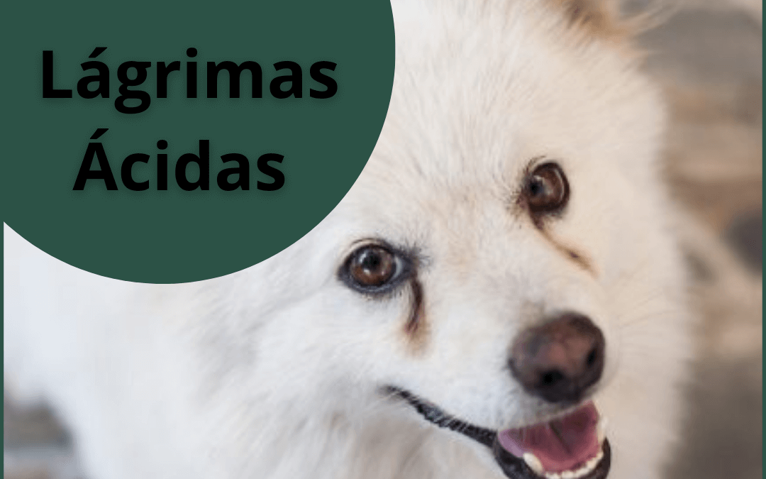 LÁGRIMAS ÁCIDAS EM CACHORRO