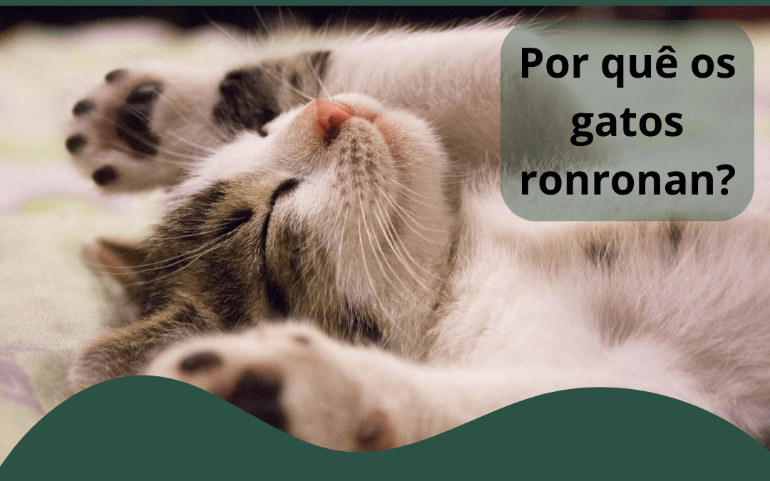 POR QUE OS GATOS RONRONAM?